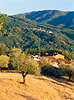 409018_Olivenheine in San Cassiano Toscana Dorf Foto Urlaub in Sonne