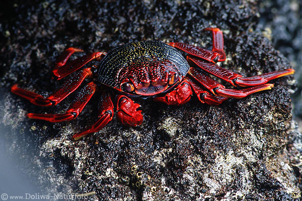 Krabbe auf berschwemmten Felsvorsprung Seeufer Insel La Palma Meeresbewohner