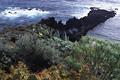 Meerufer grüne Flora Naturfoto Lavafelsen in Wasser Insel La Palma Küste bei Los Cancajos