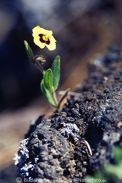 Kanarisches Sandrschen auf Asche Lavagestein endemische Gelbblte Florafoto Insel La Palma