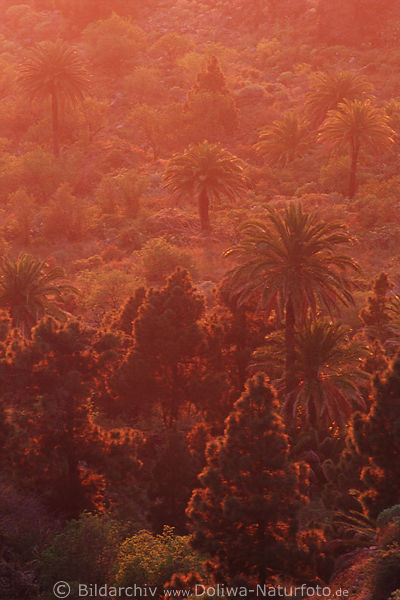 Palmen Baumkronen in Rotlicht Naturstimmung bei Sonnenuntergang