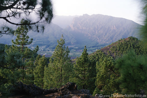 Abendlicher Pinienwald im Sden des Kraters der Caldera de Taburiente Insel La Palma
