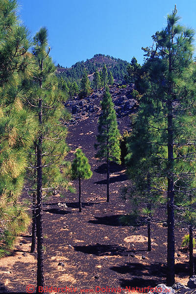 La Palma Vulkan Cumbre Nueva Pinienwald Grünbäume