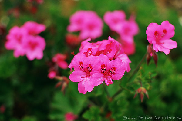 Los Tilos wilde Flora endemische Kanarischen Malven