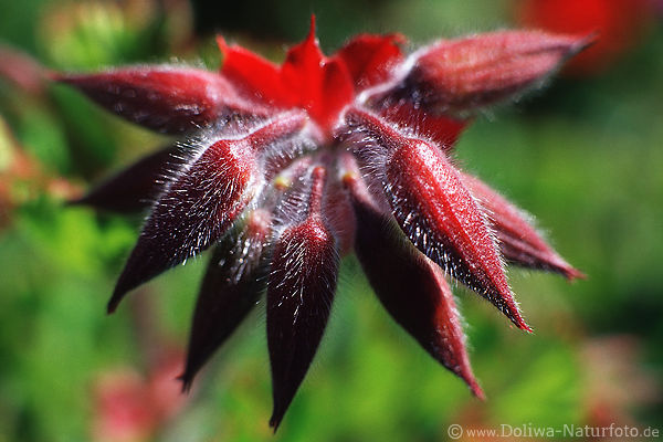 Rotknospen der Kanarischen Malve