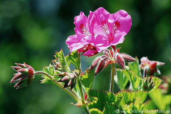Kanarische Malven Bergflora endemische Wildblumen Pflanzenwelt