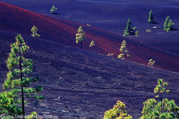 Vulkanlava Berghang Asche mit Pinien-Bumen auf LaPalma