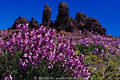 Retama del Pico blhende Wildblumenbsche vor Roque de los Muchachos Gipfelfelsen