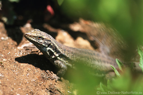 Kanarische Eidechse Lagarto Salmor Naturfoto La Palma Fauna blaukehlige Eidechse