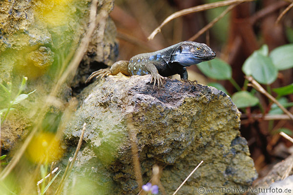 Blaukehlige Eidechse Wildtier Insel La Palma Naturfoto lagarto tizon endemische Kanarische Echse