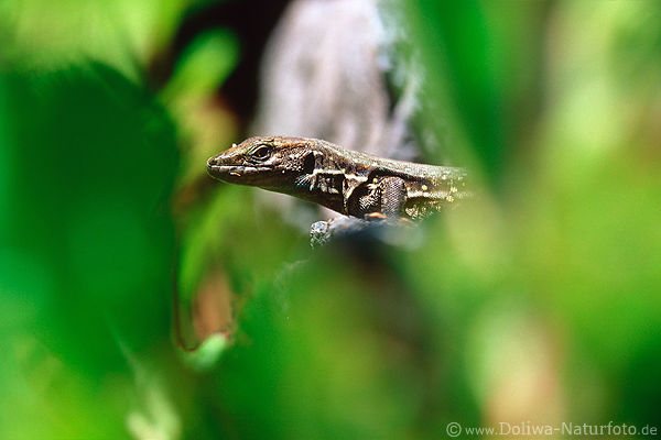 Kanarische Eidechse Versteckspiel in Blttern Insel La Palma endemische Tierart Naturfoto