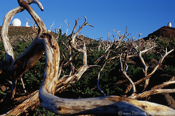Astrophysische Observatorien auf La Palma Roque de los Muchachos hinterm Feld ausgetrockneten Strucherste
