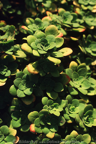 La Tosca Wildblumen Dickblattgewchse Insel La Palma