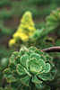Aeonium Wildpflanze Blätter Foto mit Regentropfen Blütenstand auf Vulkan San Antonio bei Fuencaliente