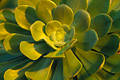Aeonium Grünblätter Goldfarben Wildflora Naturfoto Insel La Palma Norden bei La Tosca