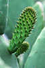 Frische Sprossen mit Stacheln Feigenkaktus Opuntia ficus-indica