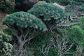 Dragos Foto Drachenbäume vor Finca bei La Tosca im Norden Insel La Palma Reisebild