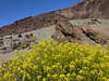 Av-0023_ Blütezeit Foto in Wüste Las Canadas del Teide, Teneriffa Nationalpark Tour