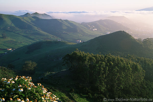 Teneriffa Berghgel Grntler in Nebel bei La Laguna Kanarische Insellandschaft Naturfoto