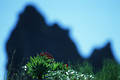 Teneriffa Masca Pass Bergkonturen endemische Inselflora Naturfoto