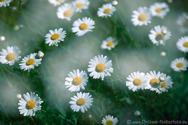 Margeritenfeld Blumenteppich Bergflora in Unschrfe abstrakt Foto am Masca Pass Insel Teneriffa
