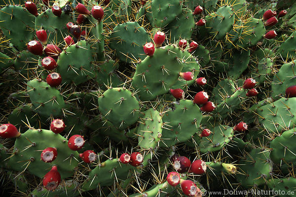 Kakteen-Rotfrchte an Stachelblttern Naturfoto Wildflora Insel Teneriffa Nordzipfel