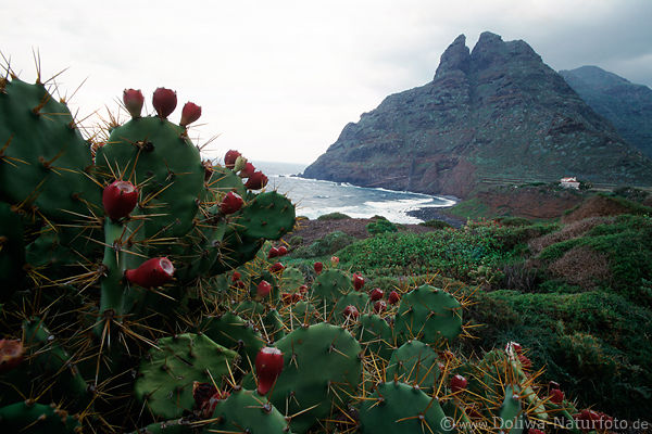 Punta del Hidalgo Meerkste Foto Insel Teneriffa Nordzipfel Bucht mit wilden Kakteen