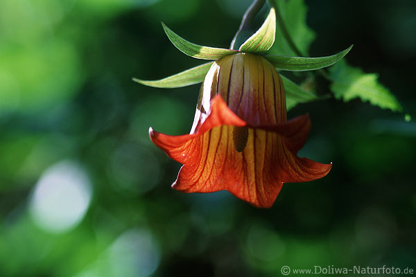 Kanaren-Glockenblume Foto Canarina Canariensis endemische Bltenglocke Grossbild