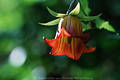 Kanaren-Glockenblume Foto Canarina Canariensis endemische Blütenglocke Grossbild