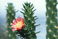 2212_Kaktus blüte am Meeres Ufer