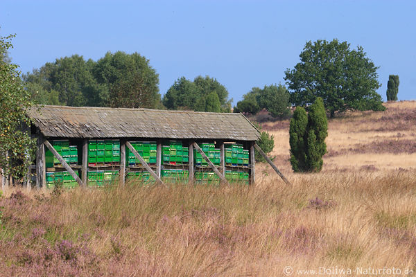 Heidehonig Bienenstand Foto in Grsersteppe Heidelandschaft Lneburger Naturschutzgebiet