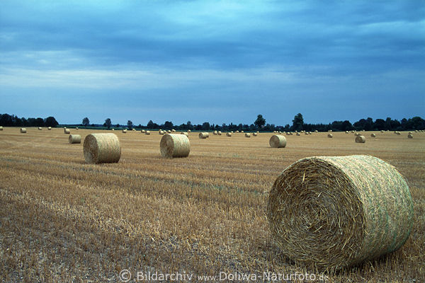 Stoppelfeld Strohballen Bild Panorama bei Mlln Breitenfelde Landwirtschaft