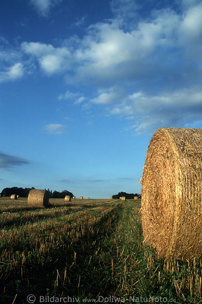Strohballen in Abendlicht Stoppelfeld Landwirtschaft Ackerland