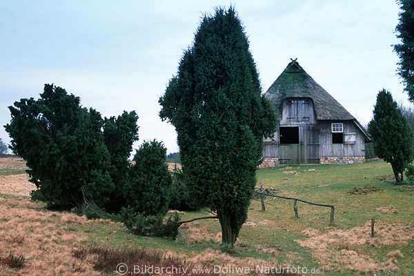 Schafstall Foto Schafhtte Bild in Heidelandschaft Wacholder nah Oberhaverbeck