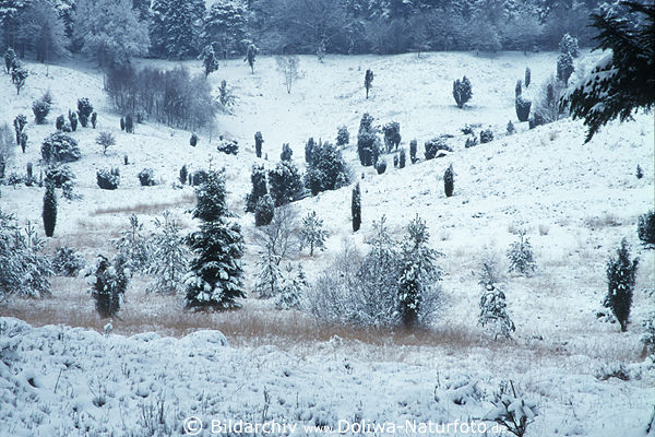 Winter im Totengrund verschneite Heidelandschaft Frost Schnee Klte Naturbild schner Talblick
