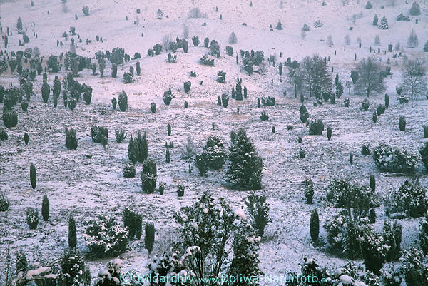 Zerstreute Wacholderbume Winterlandschaft Schneezauber Naturbild