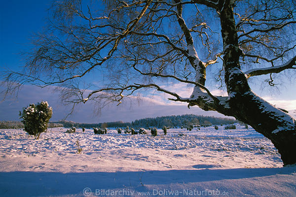 Heidelandschaft Winterzauber unter Baum in Abendlicht verschneite Stimmung Lneburgerheide