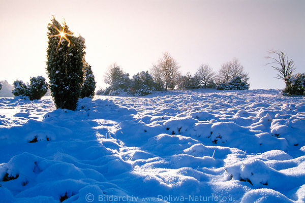 Sonnenstern im Wacholderstrauch Blauschnee bedeckte Heide Winterstimmung Naturfoto