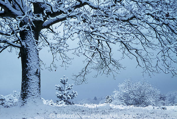 Winter unterm Baumstamm Zweige Foto im Schnee Lneburger Heidelandschaft Winterbild