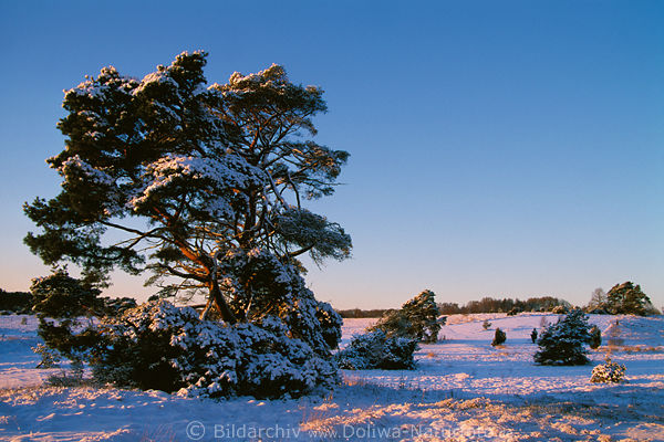 Verschneite Kiefer roter Schnee Sonnenstrahlen Winterzauber Lneburgerheide