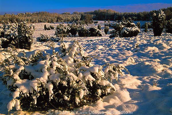 Schneebedeckte Wacholder-Strucher in Heidelandschaft Winterbild in Abendlicht unter Schneekoppen