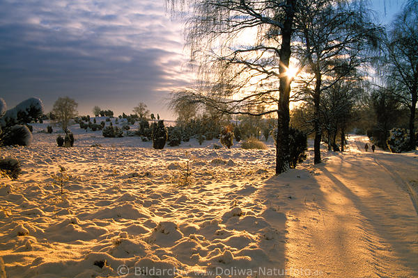 Winterliche Heide Naturfoto gelbliche Schneedecke in Sonne Abendstimmung am Wanderweg