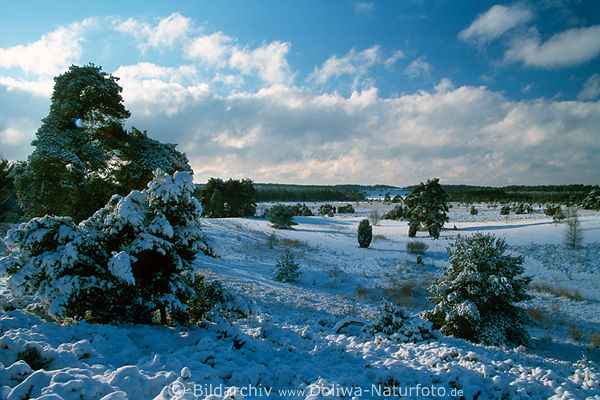 Winterwolken ber Lneburger Heidelandschaft Naturfoto Kieferbume weisses Winterkleid