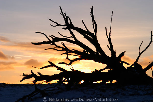 Baumwurzeln am gelbrot Himmel Stimmung Naturfoto bei Sonnenuntergang