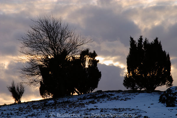 Heidestrucher auf Heideberg vor Wolkenhimmel Abendlicht Wintermomente Naturfoto
