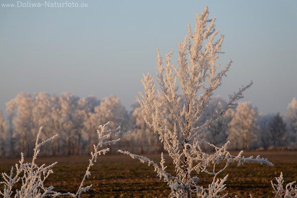 Winterzauber Naturfoto Pflanzenstrucher in Rauhfrost Rauhreif Feldbume Heidelandschaft