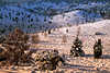 3009_Totengrund Tal-Winterbild Wacholder Bume in Schnee Sonnenschein Naturfoto