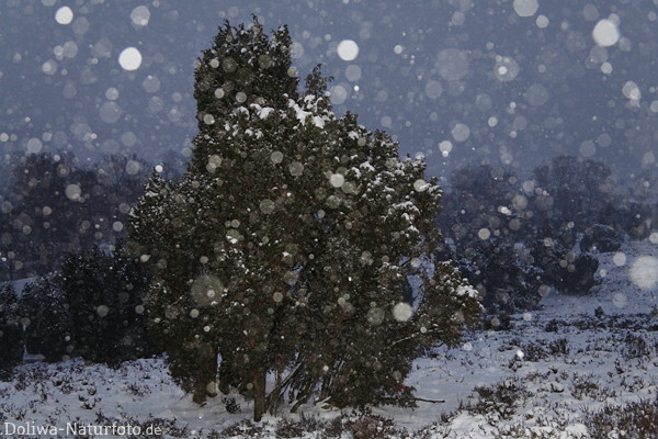 Schneefall Naturfoto Zaubersterne am Himmel ber Wacholderheide