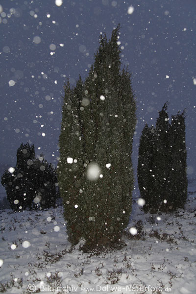 Weisse Schneeflocken vom Himmel fallen ber Wacholder in der Heide Winterlandschaft