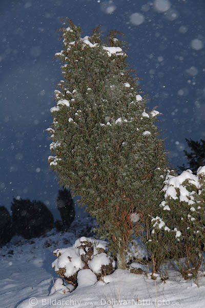 Wacholder im Heide-Schneefall Winterlandschaft Abenddmmerung